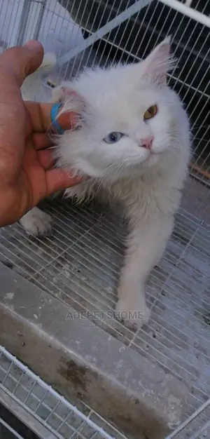 Male Purebred Persian
