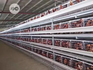 China Factory Poultry Cage Wholesale Battery Cages