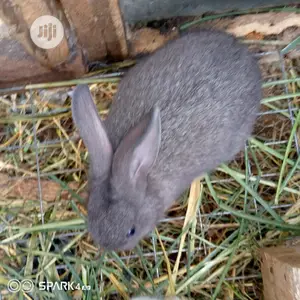 Well Vaccinated Pure Bred Satin Rabbits