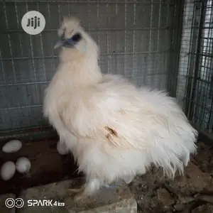 Exotic Silky (Show Bird)