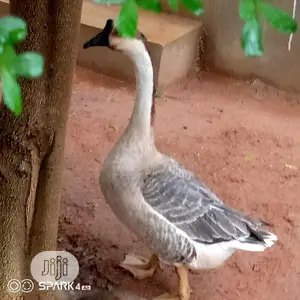 Chinese Geese