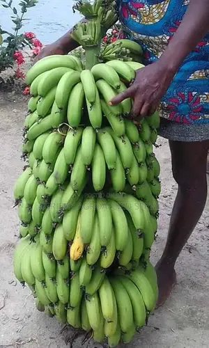 Banana Sucker