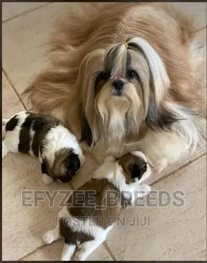 1-3 month Male Purebred Shih Tzu