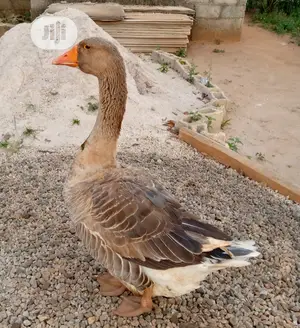 Point Of Lay Canada Goose