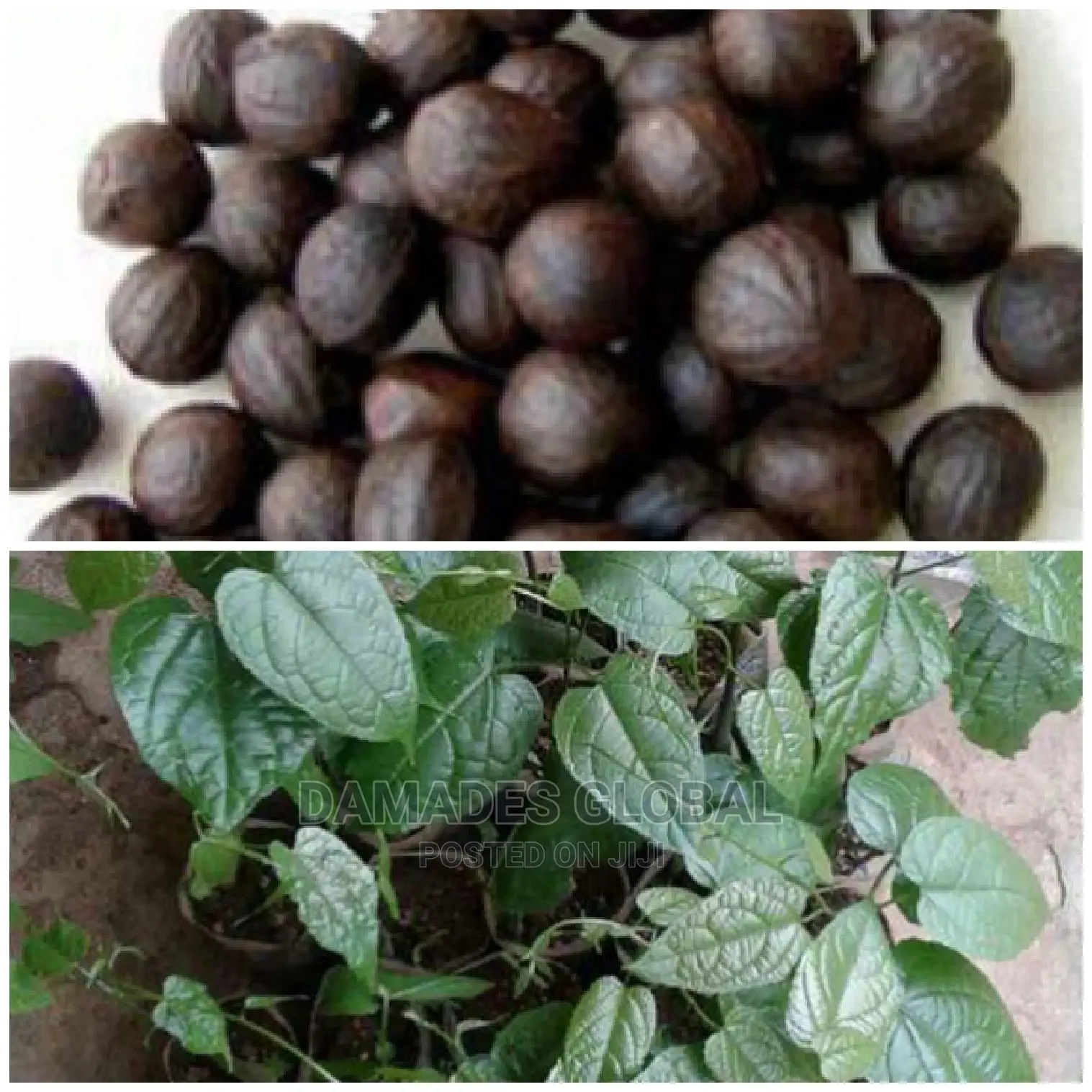 African Walnut