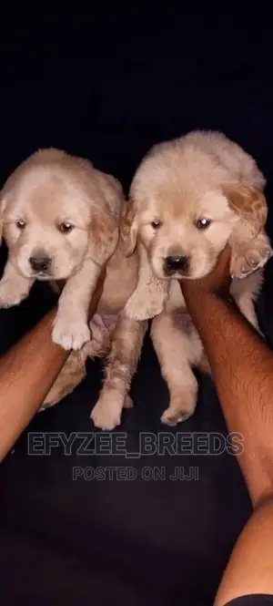 1-3 months Female Purebred Golden Retriever