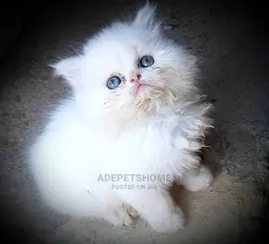 Female Purebred Persian