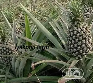 Hybrid Pineapple Suckers