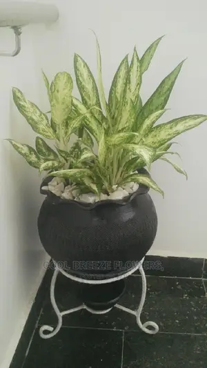 Indoor Plants