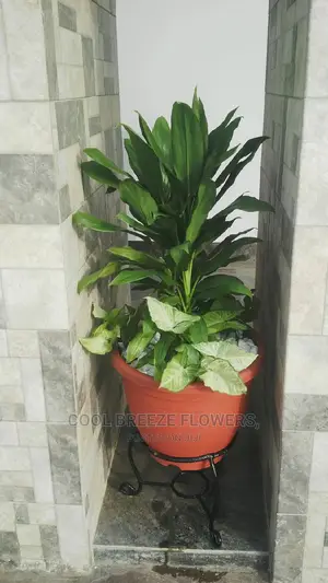 Poted Plant