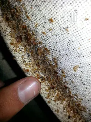 Save Yourself Months Of Suffering From Bedbug
