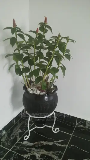 Poted Plants