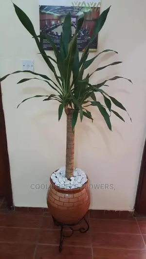Lanscaping