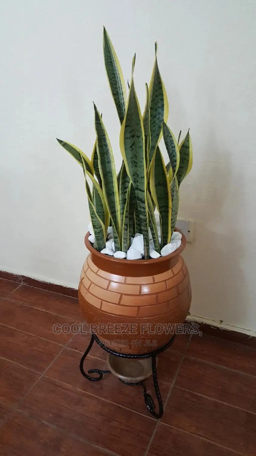 Lanscaping