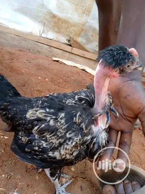 Show And Ornamental Chicken