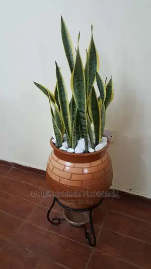 Solid And Durable Pots