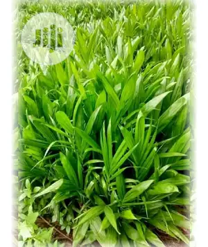 Introducing Hybrid Dwarf Tenera Oil Palm Available for Sales