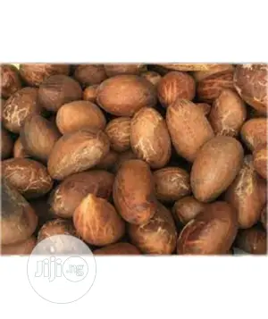 The Dwarf Bitter Cola Seedlings Availble for Sale