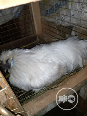 Adult Silky Chicken