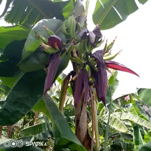 Elephant Giant Hybrid Plantain Sucker