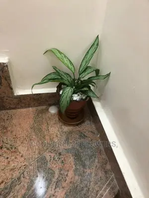 Air Purifier
