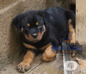 1-3 months Male Purebred Rottweiler