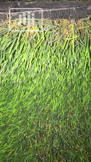 Quality Carpet Grass