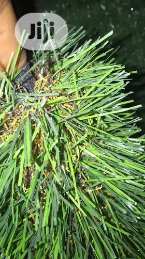 Quality Carpet Grass