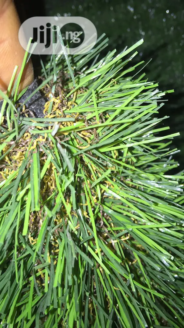 Quality Carpet Grass