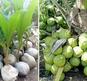 Hybrid Dwarf Coconut Seedlings