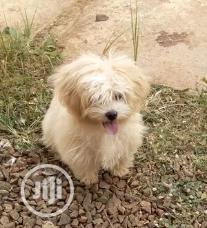 1+ year Male Purebred Lhasa Apso
