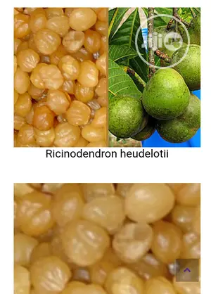 Akpi Seed Natural Enlargement Of Boobs Butt Amd Hips 250g