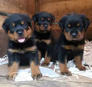 1-3 months Male Purebred Rottweiler