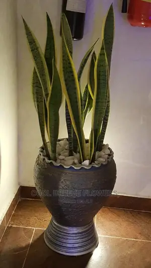Poted Plants