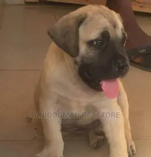 1-3 months Female Purebred Boerboel
