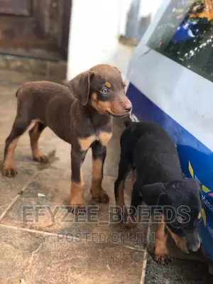 Male Purebred Doberman Pinscher