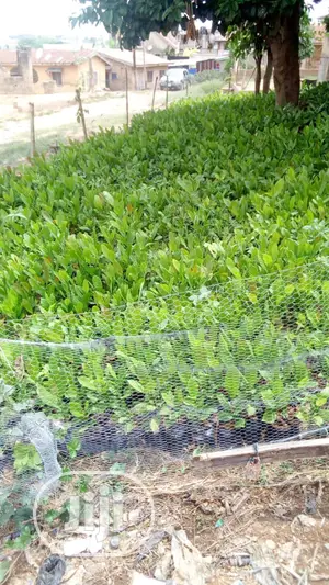 Dwarf Hybrid Cashew Seedlings and Hybrid Suckers for Sale