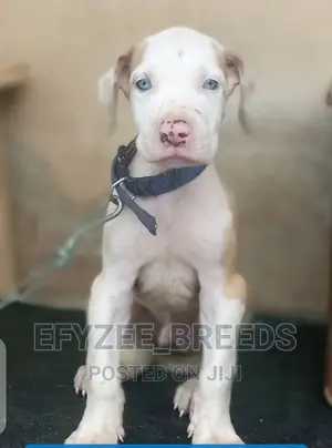 1-3 months Male Purebred Great Dane