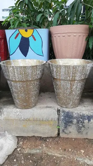 Air Purifying Plants