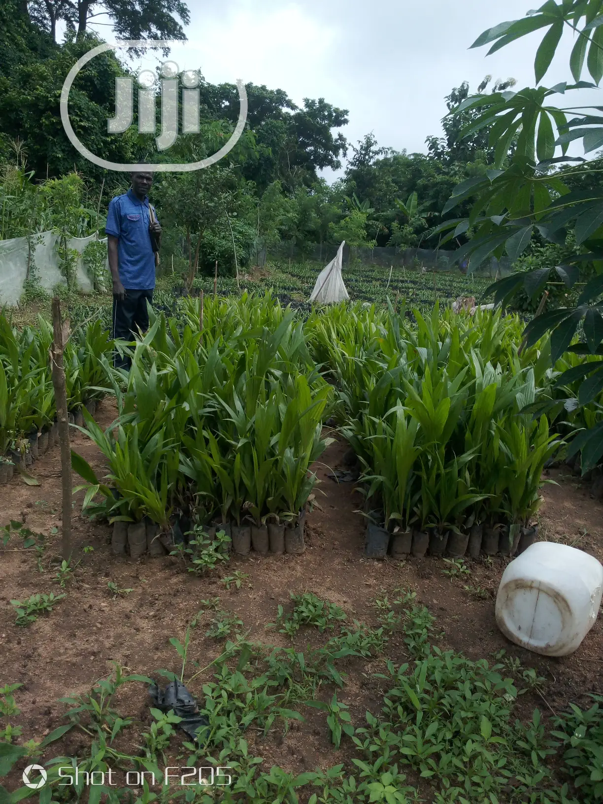 Palms Seedlings