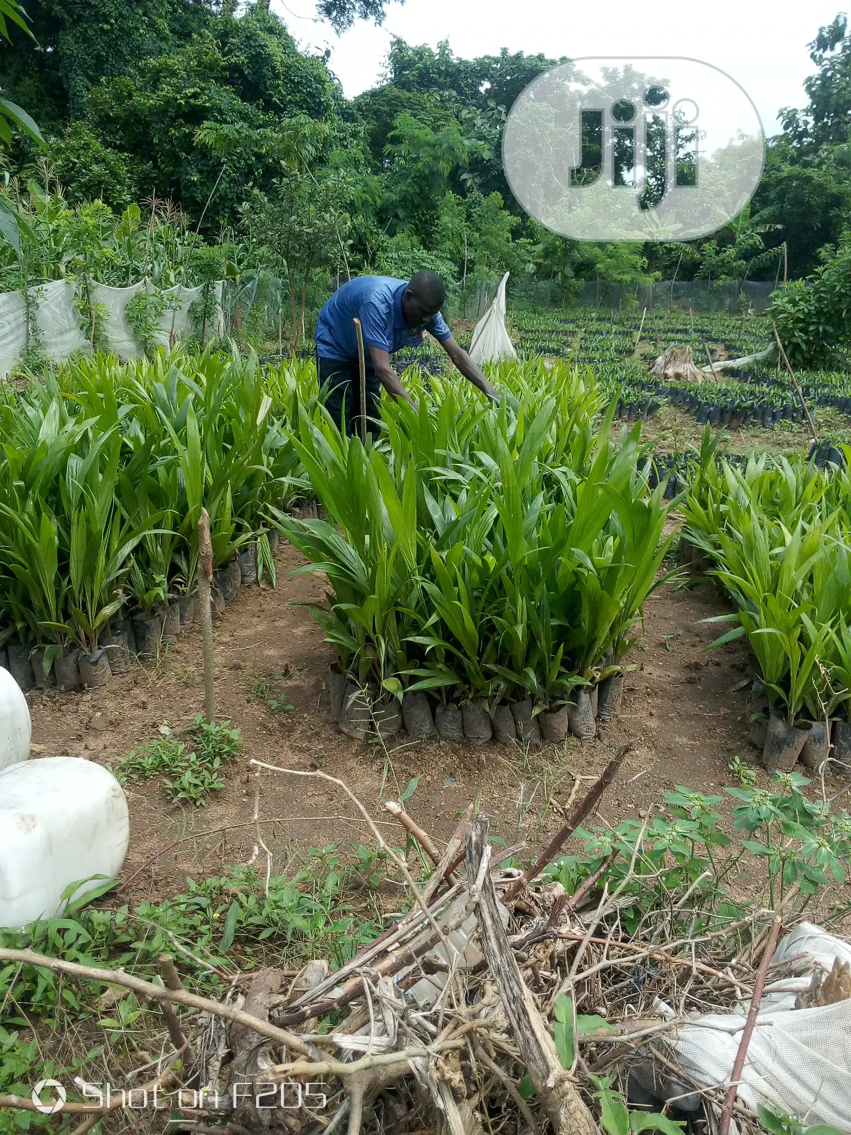 Palms Seedlings