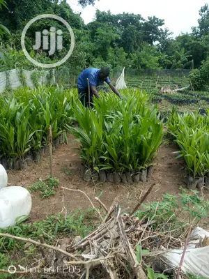 Palms Seedlings