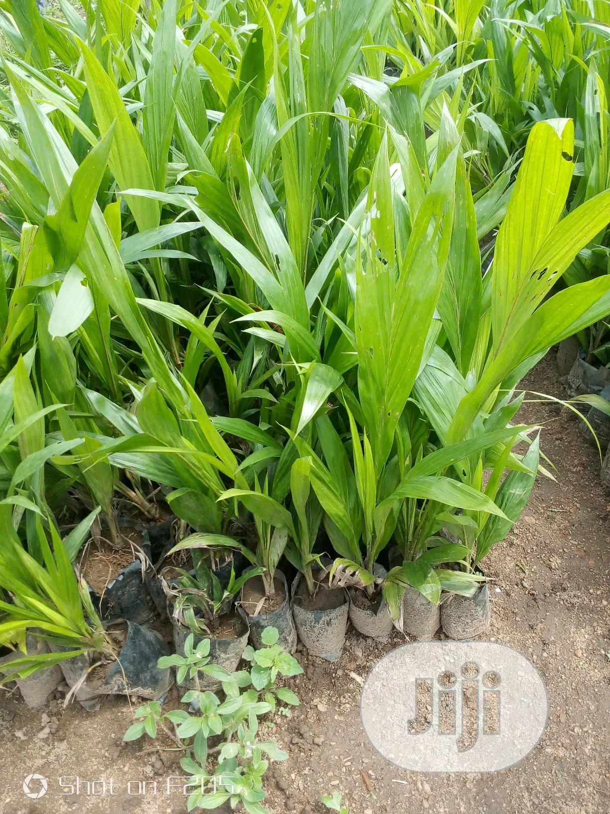 Palms Seedlings