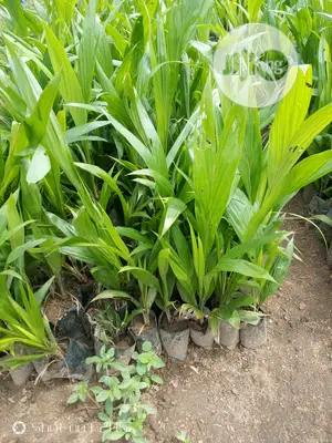 Palms Seedlings
