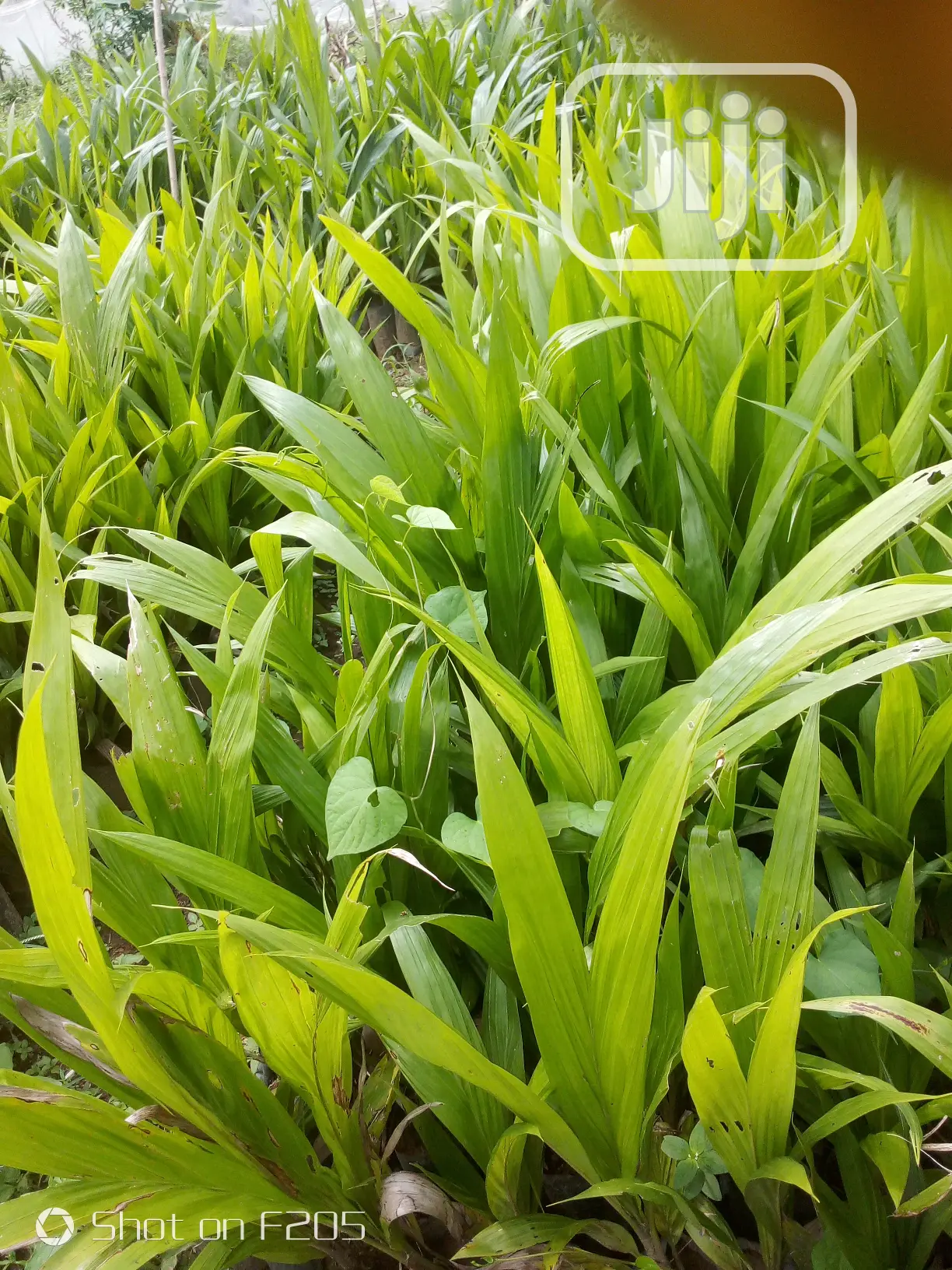 Palms Seedlings