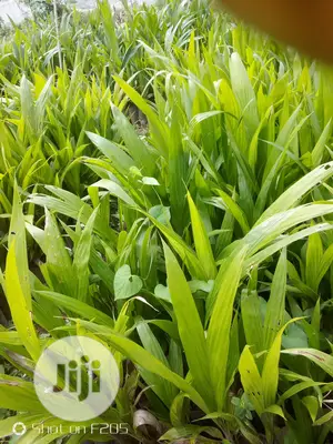 Palms Seedlings