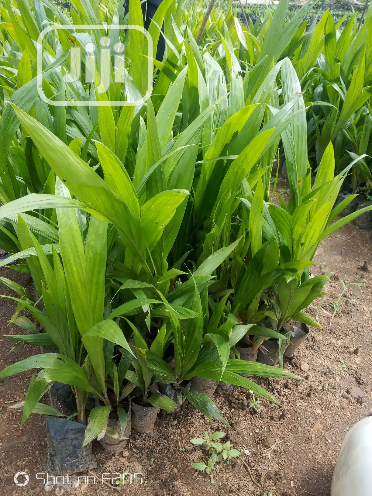 Palms Seedlings