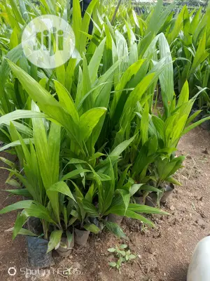 Palms Seedlings