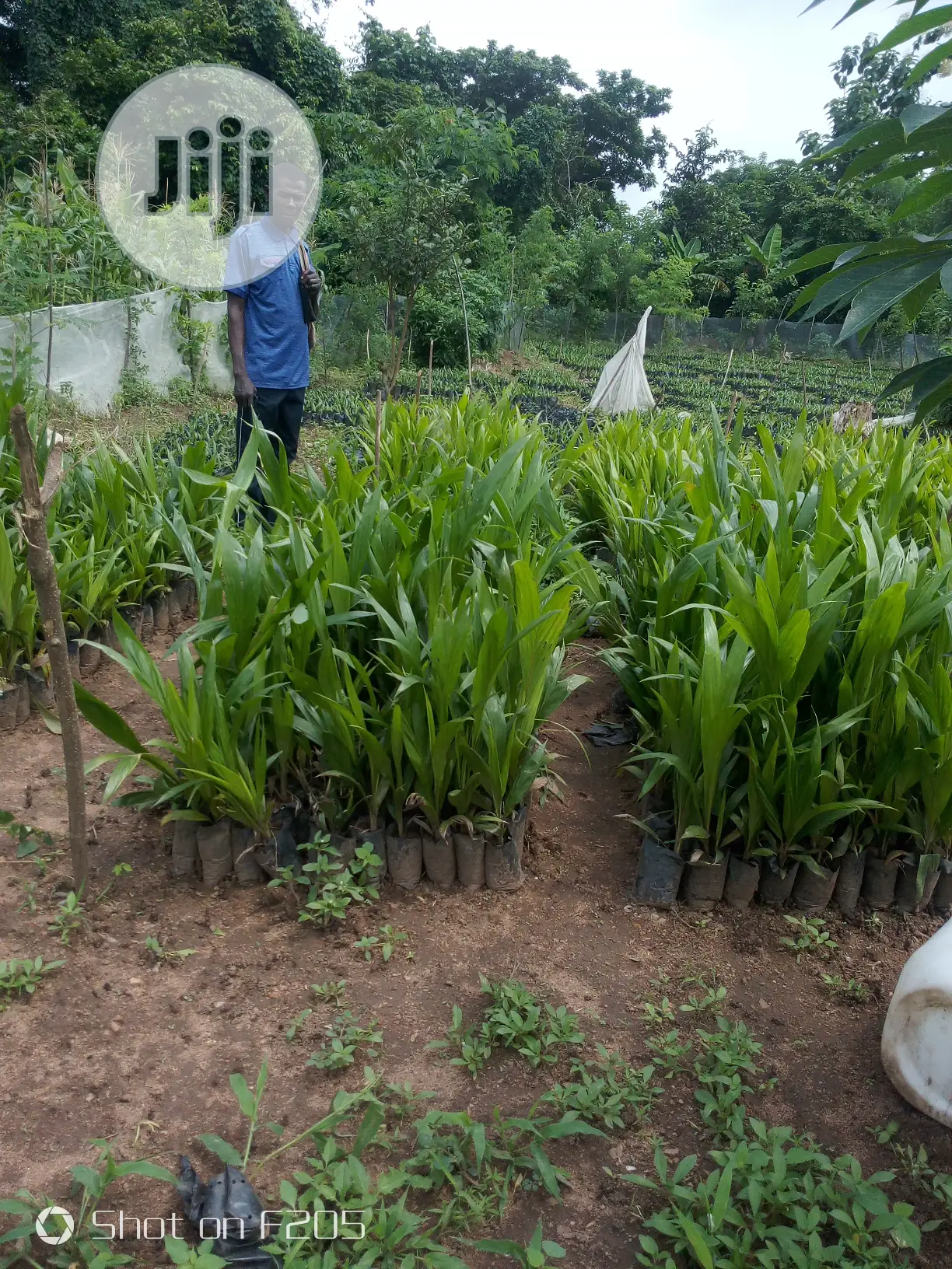 Palms Seedlings