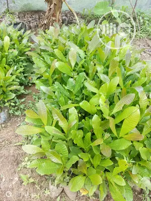 Cashews Seedlings